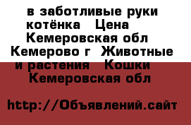 в заботливые руки котёнка › Цена ­ 1 - Кемеровская обл., Кемерово г. Животные и растения » Кошки   . Кемеровская обл.